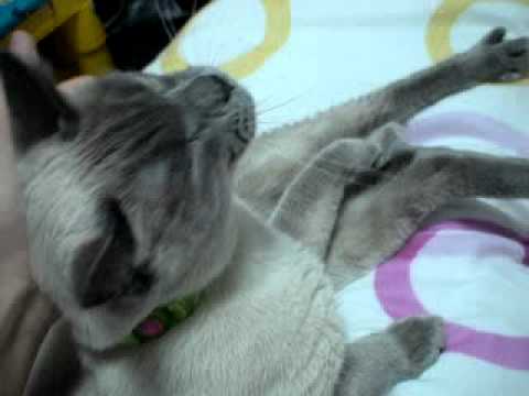 シャム系、トンキニーズ