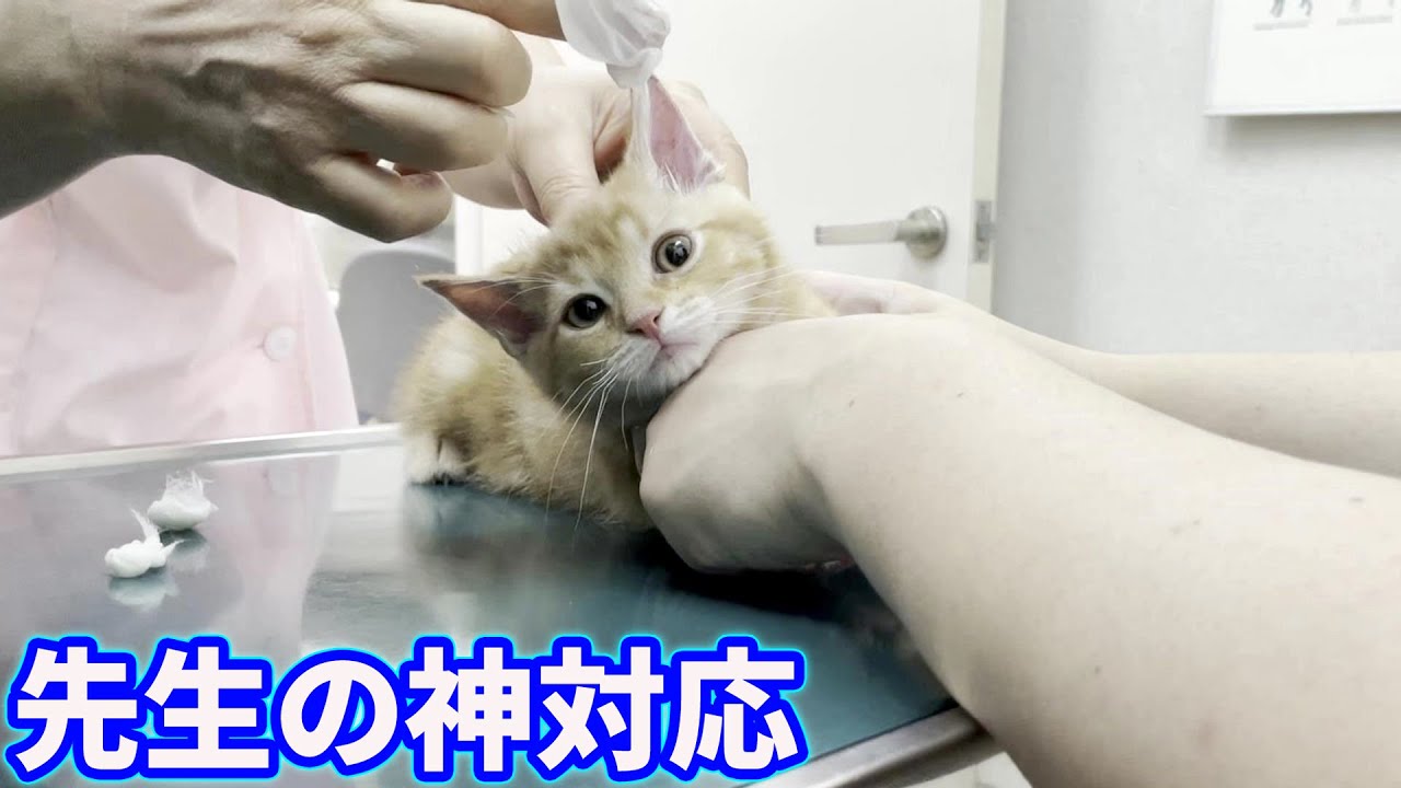 子猫を病院に連れて行ったら先生が噛み癖の治し方を伝授してくれました