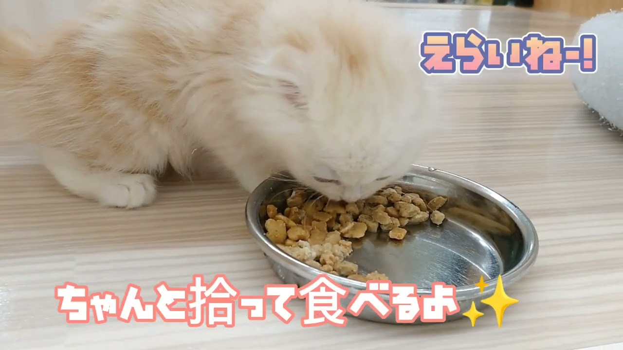 【スコティッシュフォールド】もぐもぐタイム