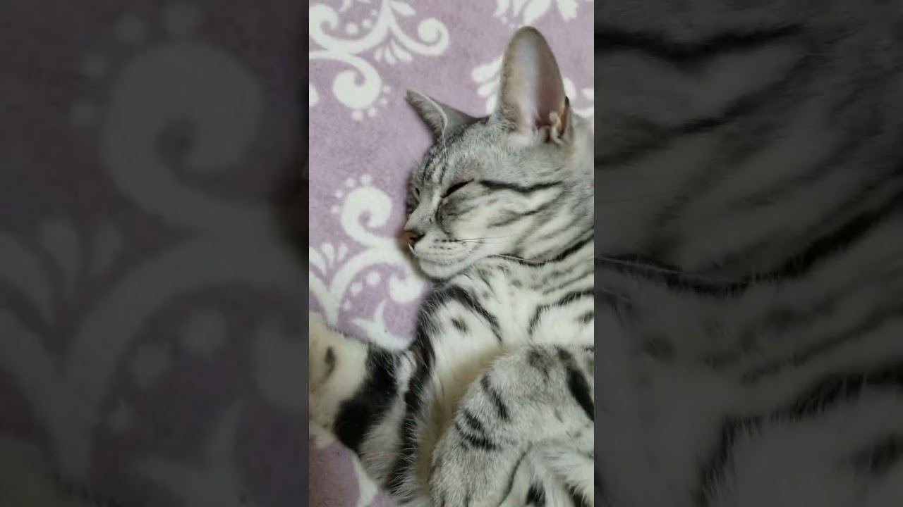 うわーきもちー#アメリカンショートヘア