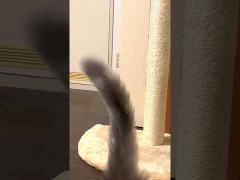 メインクーンの尻尾の違い