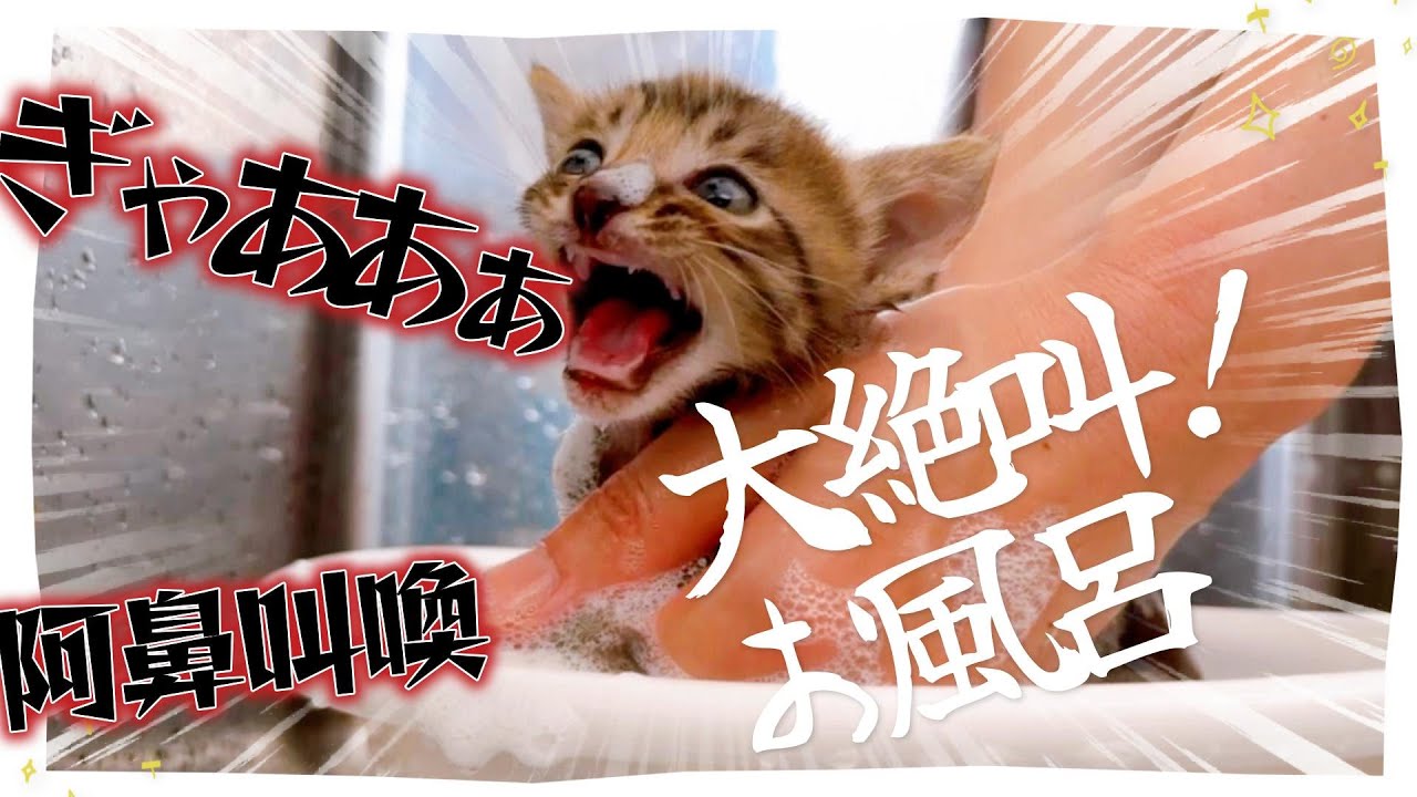 【子猫の大絶叫シャンプー】ギャンギャンギャン鳴き続けながらお風呂【保護猫生活30日目】
