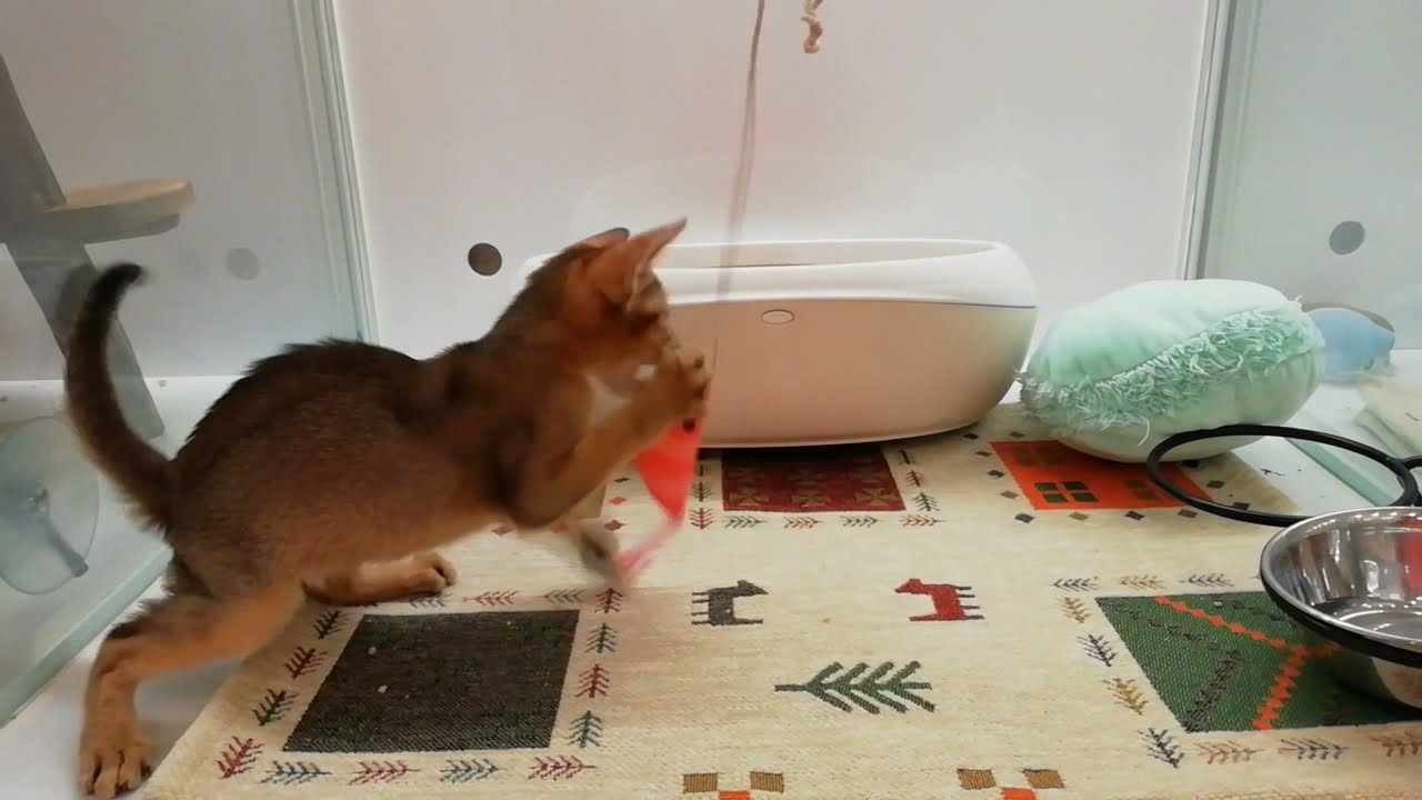 アビシニアン　女の子　2022/2/6生まれ