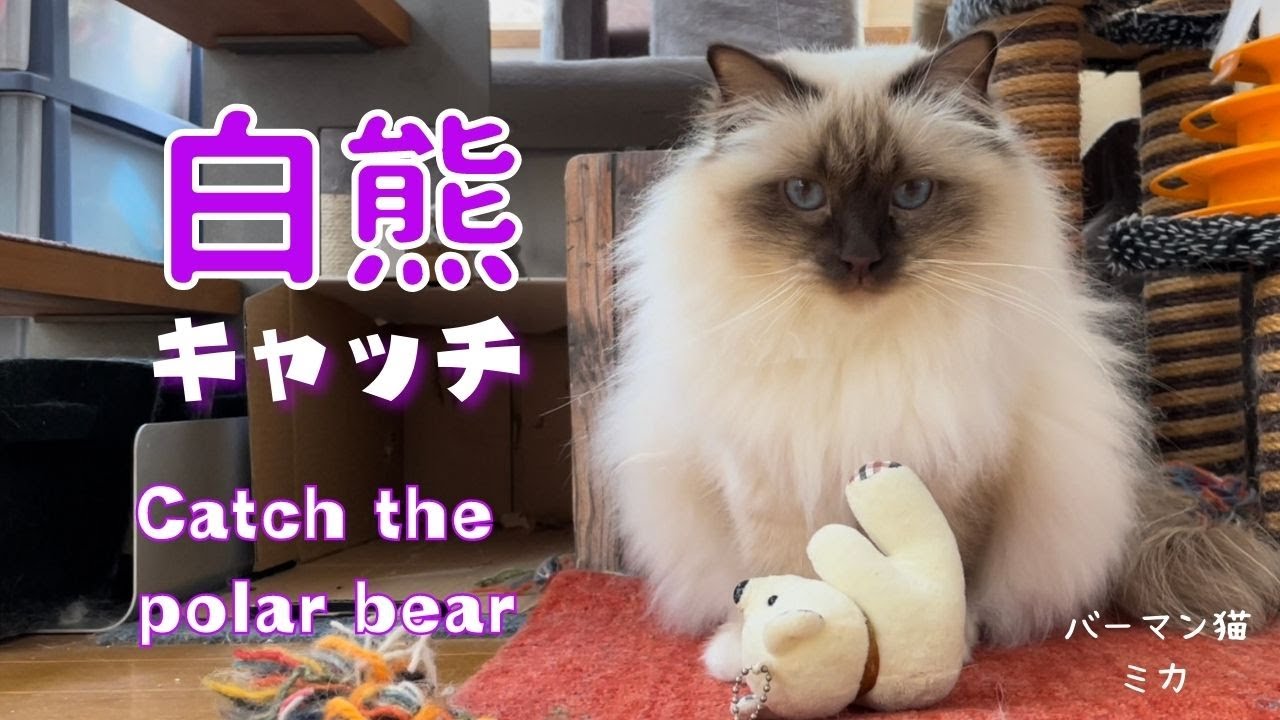 飛んで来る物をキャッチするのが上手なバーマン猫ミカ【白熊キャッチ】Catch the polar bear（バーマン猫）Birman/Cat