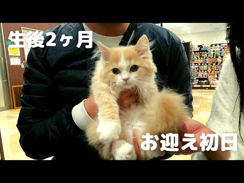 子猫お迎え初日、ペットショップに生後3ヶ月のてお君を迎えにいってきました🐾立ち耳スコティッシュストレート