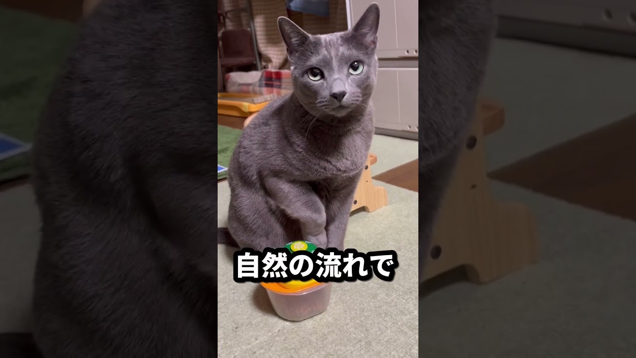【ロシアンブルー】めろん自然の流れでつい🛎を押してしまう【猫】#shorts
