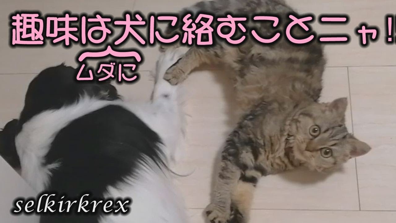 【セルカークレックス】お昼寝中の犬に容赦なく絡む猫【セルカー女子】