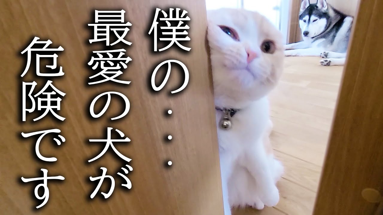 犬の一大事に秒で知らせにきた子猫とハスキー犬がこちらです...