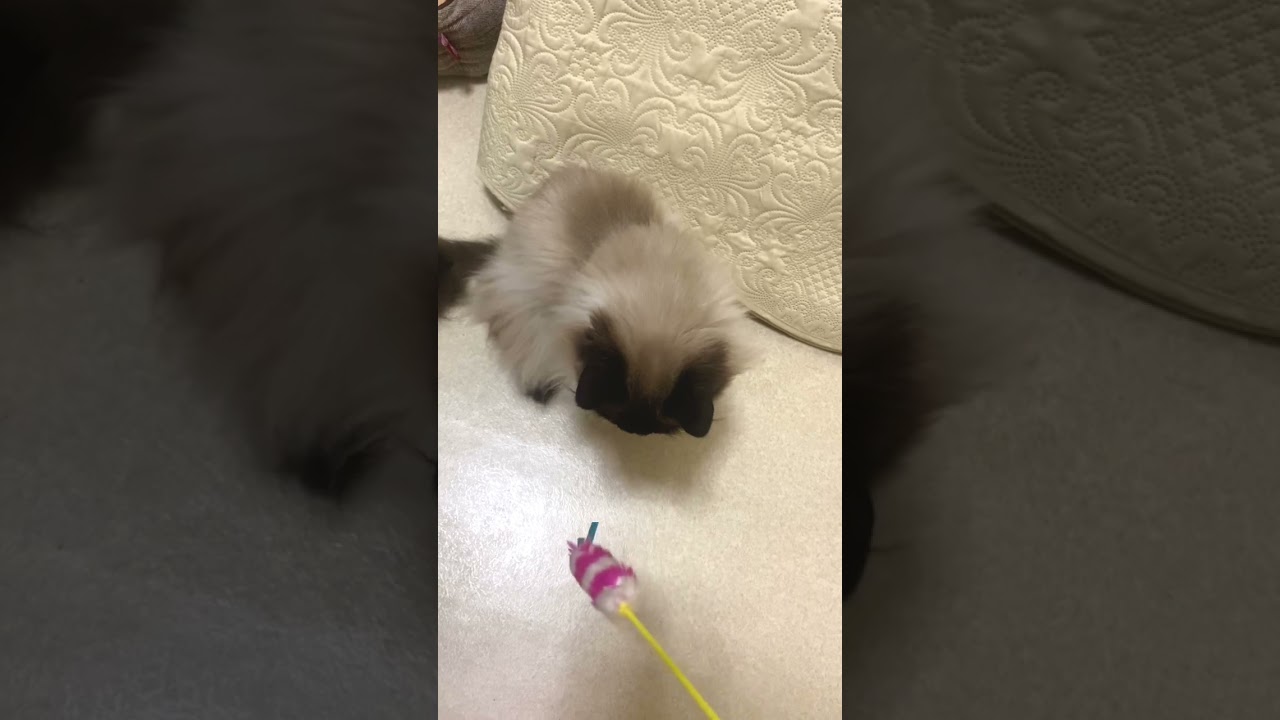 ヒマラヤンと遊ぶ　マロンの遊び方　マロンの日常　#shortvideo #shorts