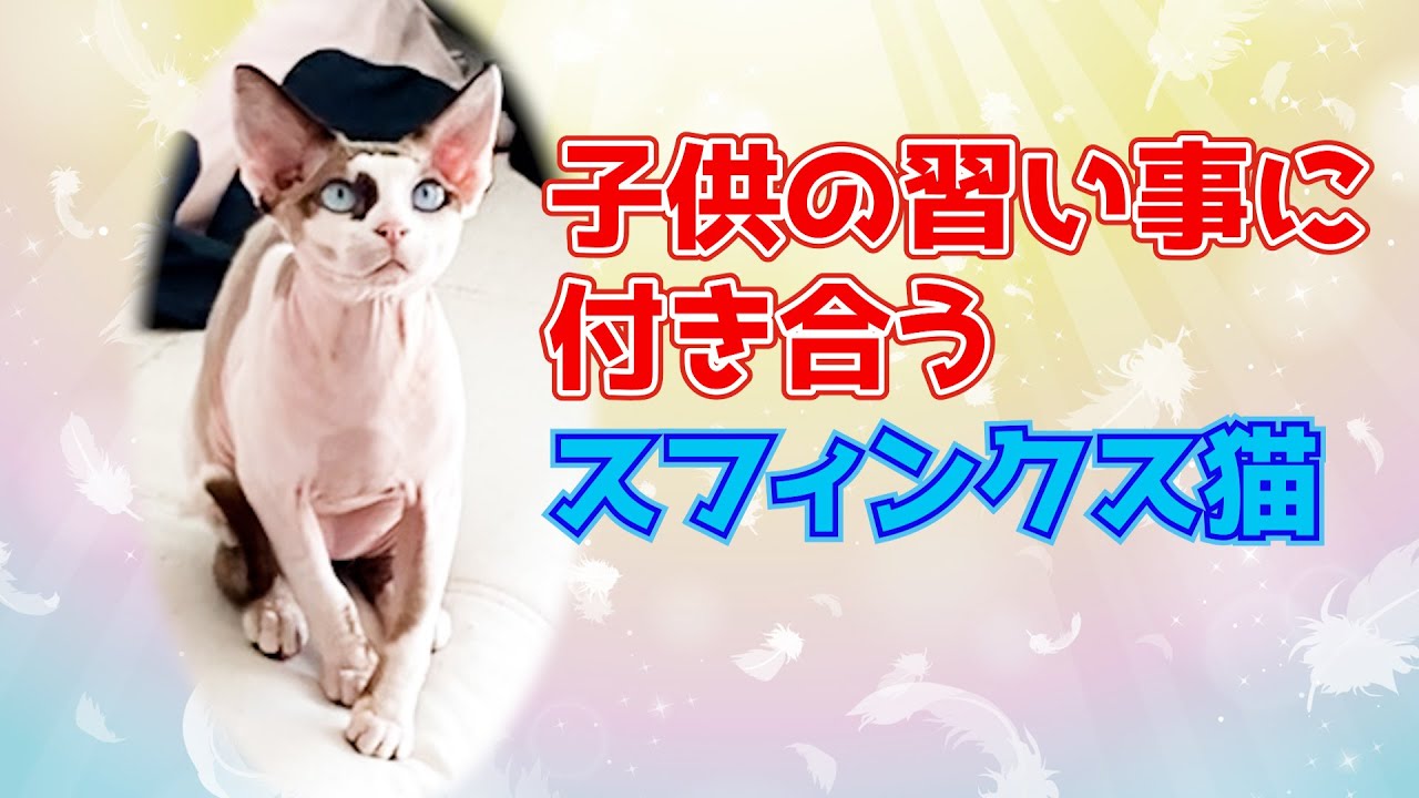 152:子供の習い事に付き合ってあげるスフィンクス猫