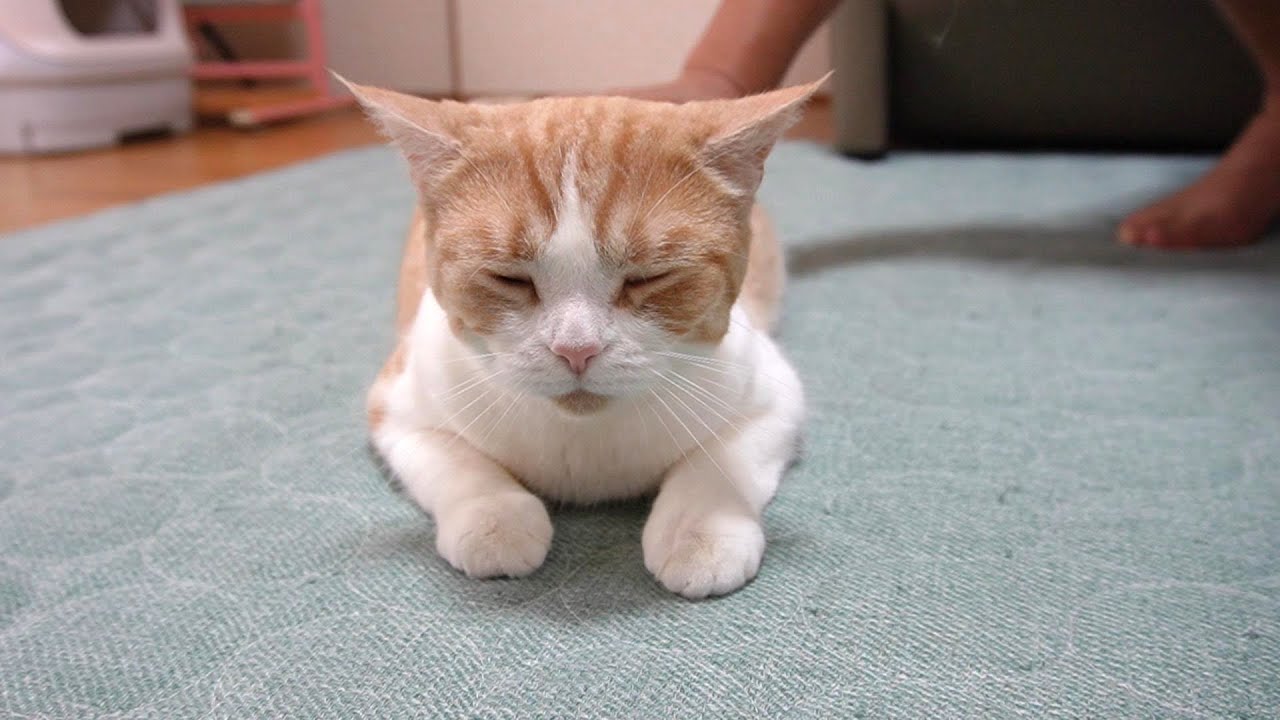 パパにしぶしぶ付き合ってあげる猫【スコティッシュフォールド】【アビシニアン】