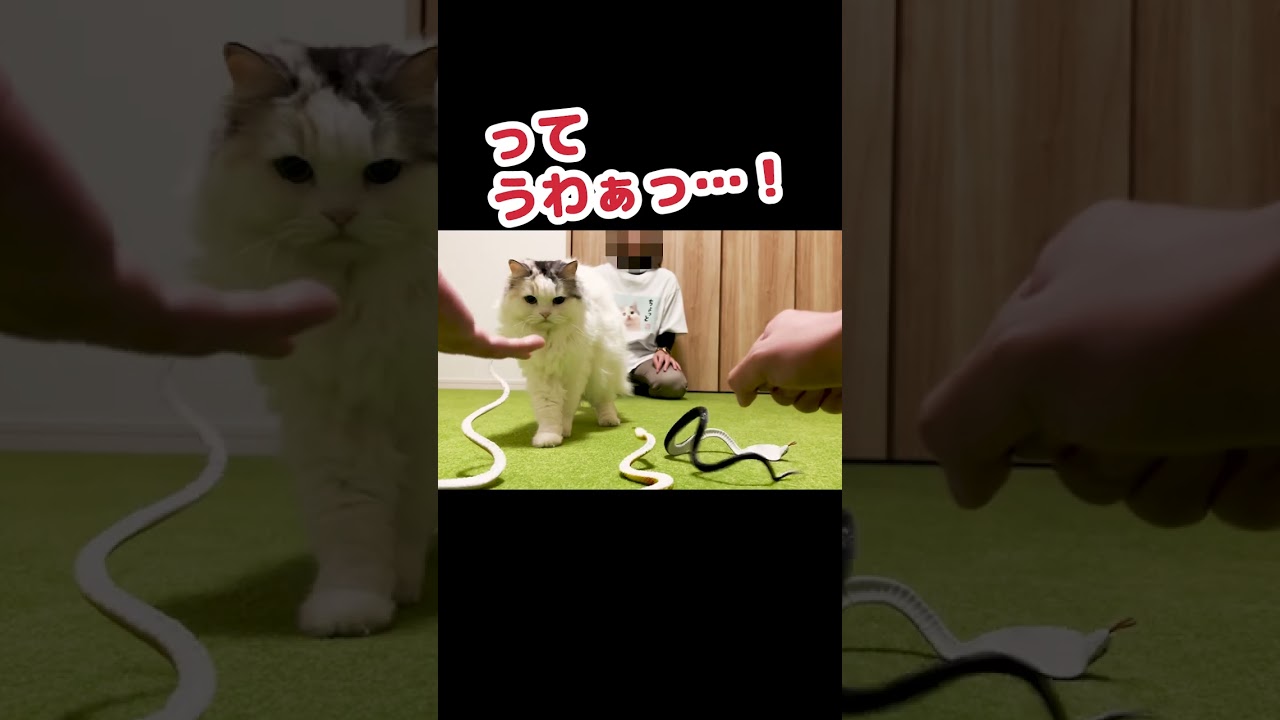 猫にちゅーる当てクイズをやってみた結果 #shorts