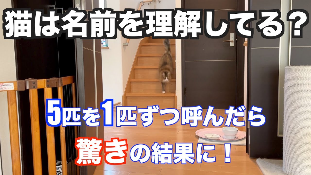 猫は自分の名前を理解している？5匹で実験してみたら驚きの結果に・・！