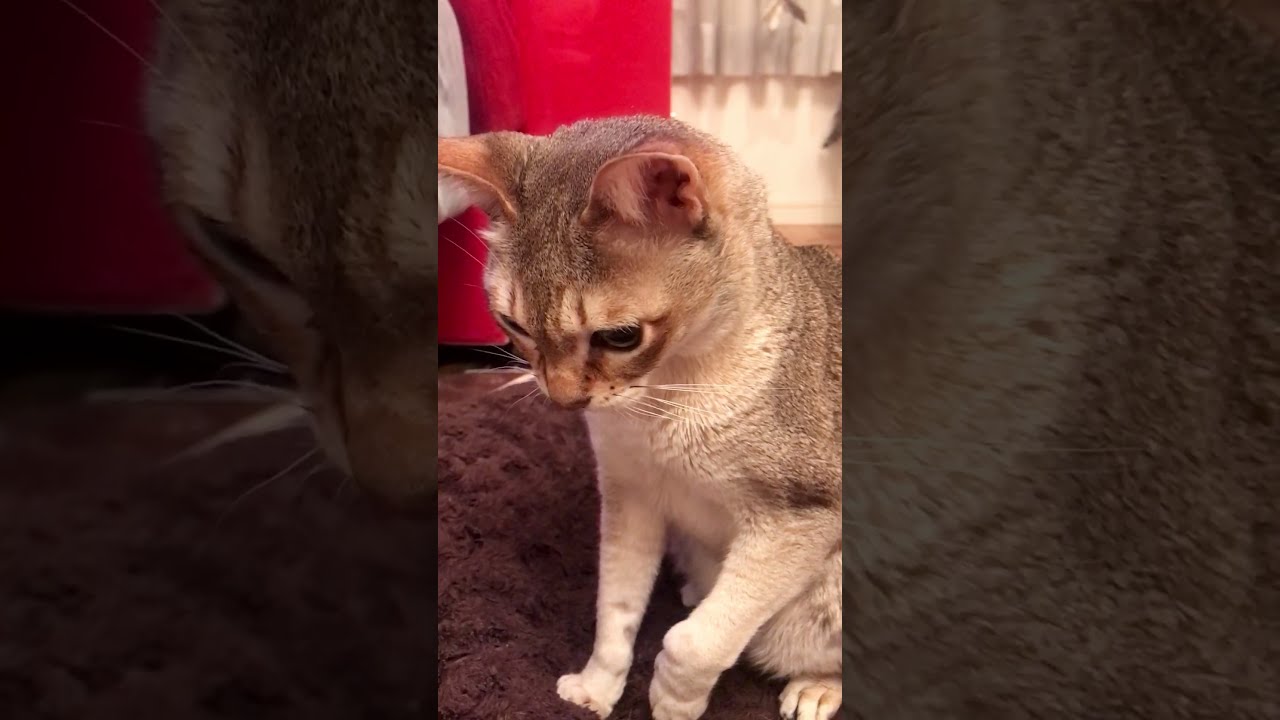 サンタ帽（ミニサイズ）をガウガウやっつけるシンガプーラなのにゃ♪