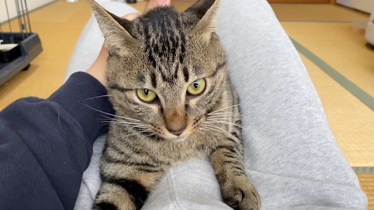子猫が凶暴化して俺の股間を噛み砕いてきた...