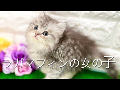 ラガマフィンの子猫　（中之島）