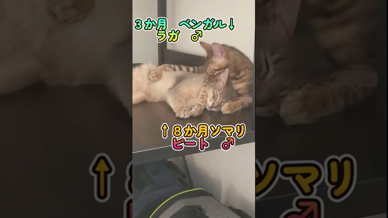 男気溢れるベンガルに抱かれてしまうソマリの子猫（両方♂）#shorts　#cat　#子猫　#ベンガル　#ソマリ　#猫のいる暮らし