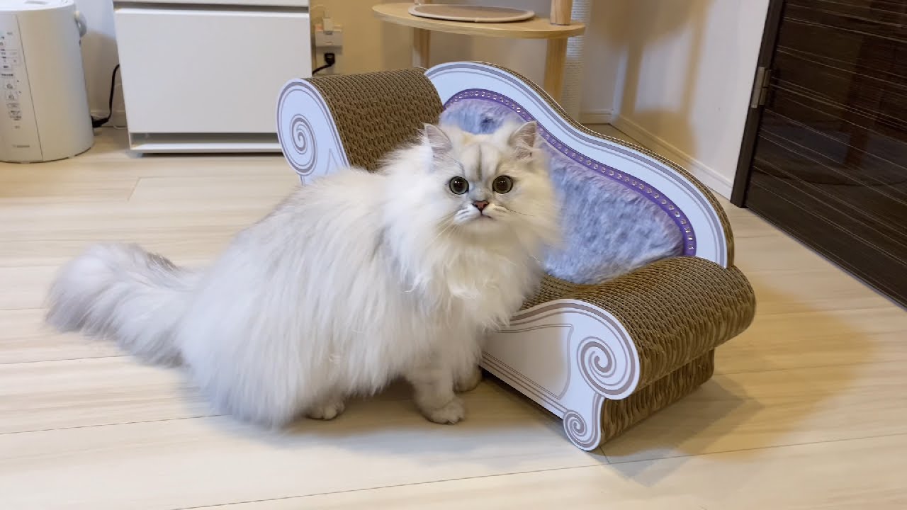 猫に爪とぎソファ（カリカリーナ）をプレゼントしました！