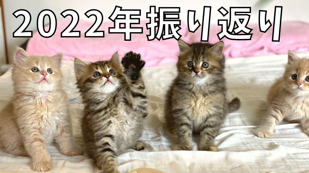 【2022】今年を振り返る。子猫誕生・ハプニング！【サイベリアン・ノルウェージャンフォレストキャット・多頭飼い】