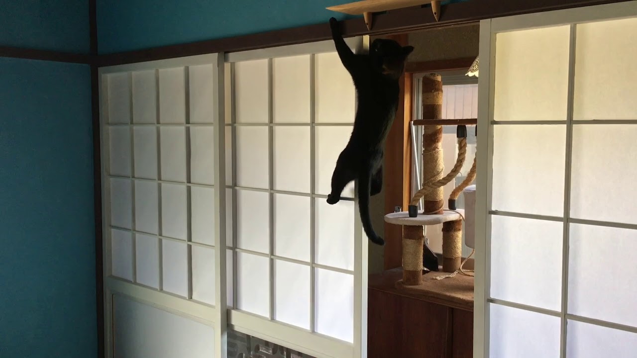 4匹の黒猫ボンベイファミリー☆ルーシーが突然忍者に☆障子をスルスルと登っちゃった☆