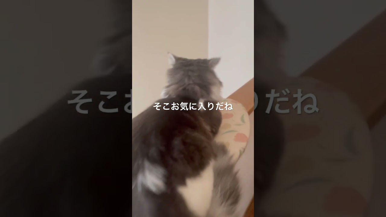 際どい場所で眠るリキ #ノルウェージャンフォレストキャット