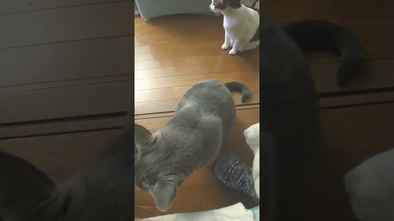 シャルトリュー 見上げる顔がかわいい #shorts