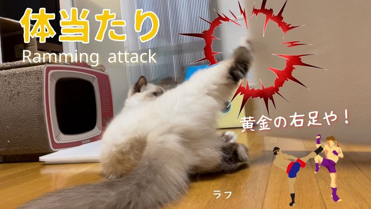バーマン猫ラフの格闘技？【体当たり】Ramming attack（バーマン猫）Birman/Cat