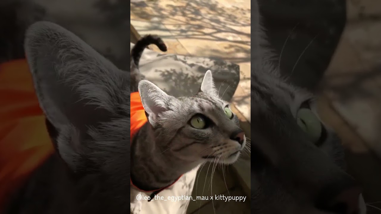 Leo Wants to Catch a Bird : Egyptian Mau #shorts