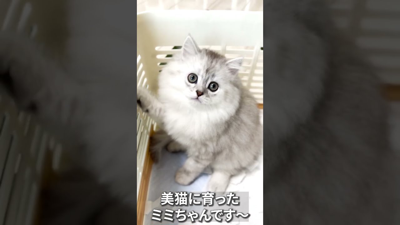 【子猫の成長記録】#shorts #ミヌエット #マンチカン #子猫