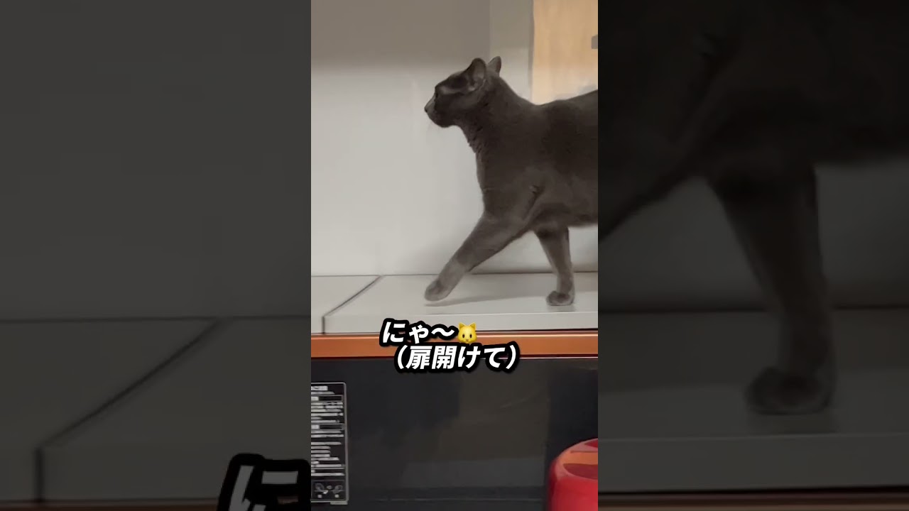 【ロシアンブルー】めろん、お風呂場をパトロール😊【猫】#shorts