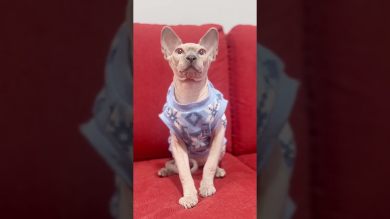 スフィンクス猫を正面から観察【星の国の猫スルタン】