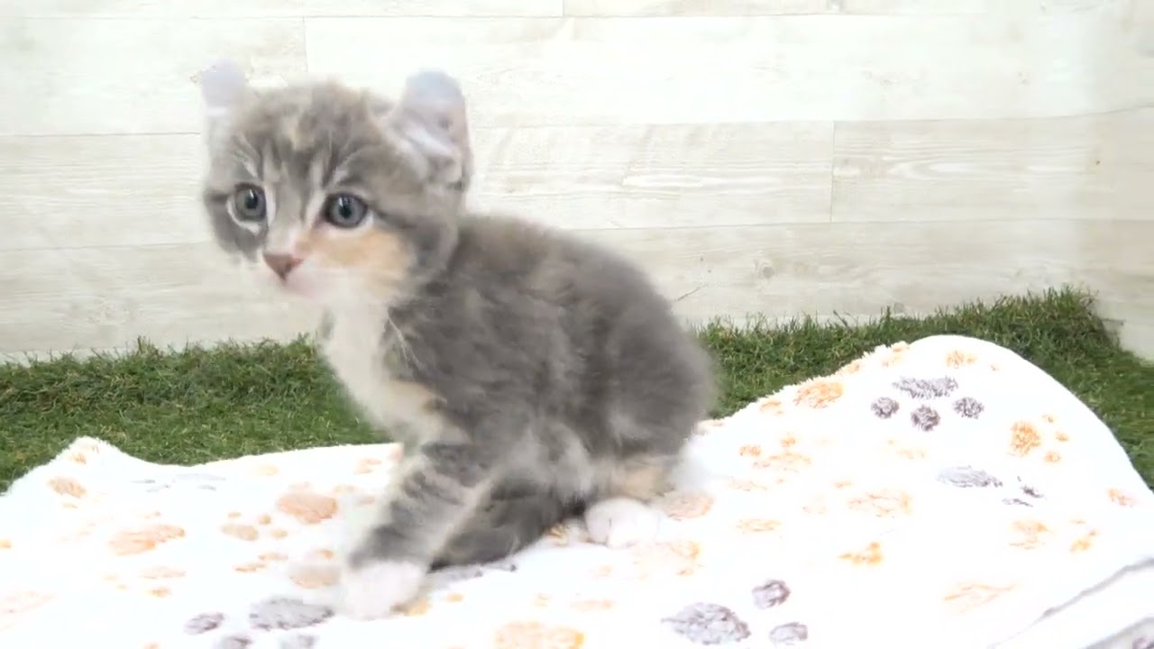 Coo&RIKU　No00615724 アメリカンカール