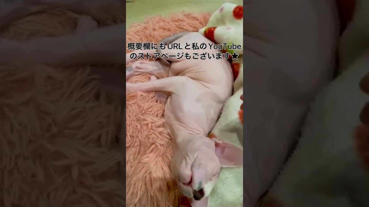 ほたてグッズのお知らせです【スフィンクス猫】