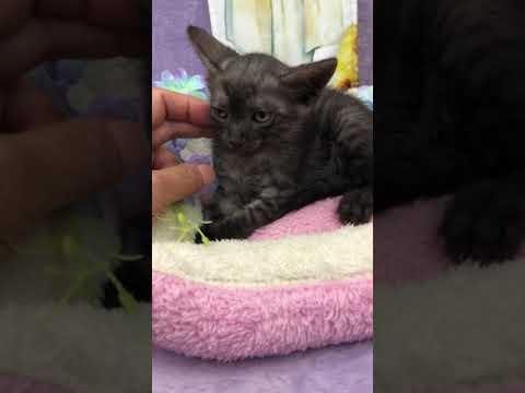 とても、珍しい、エジプシャン マウのスモークの男の子です。