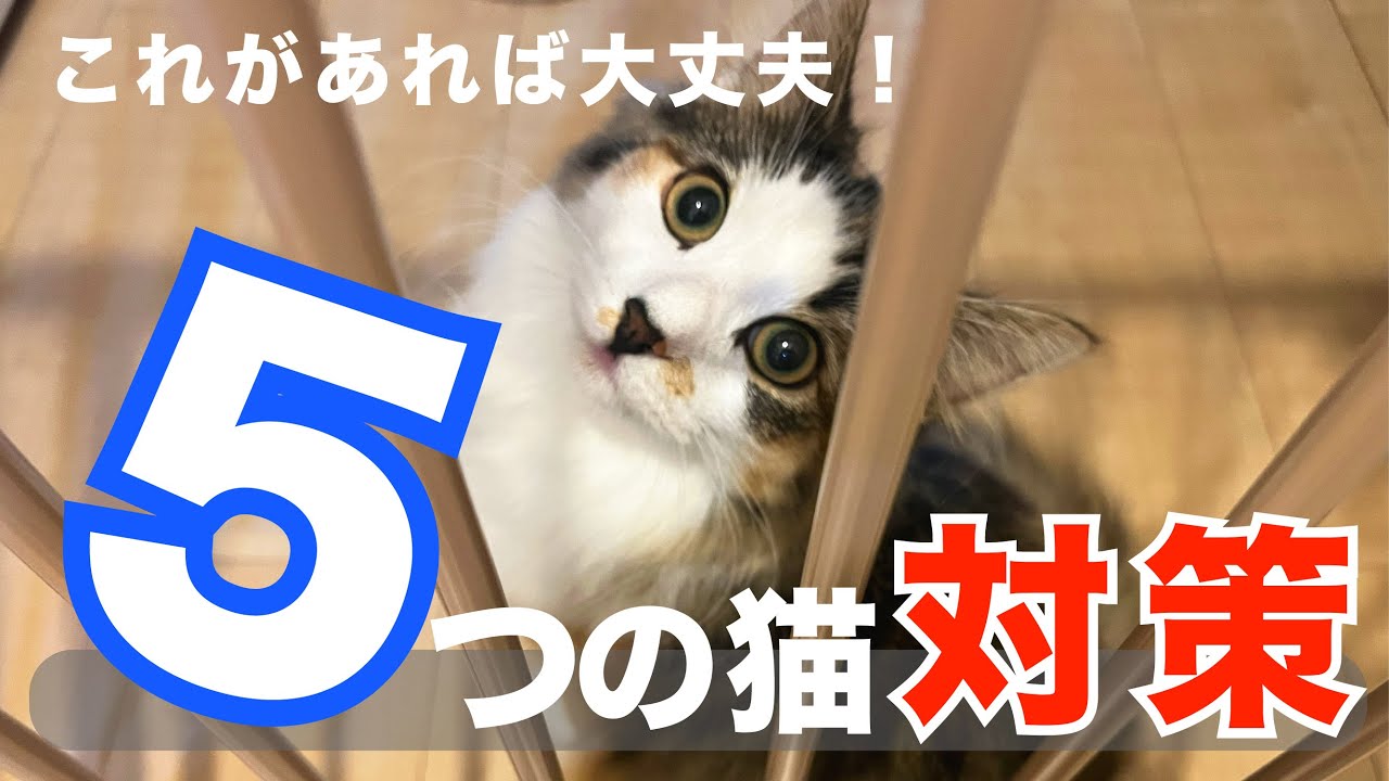 これがあれば大丈夫！５つの猫対策【ノルウェージャンフォレストキャット】