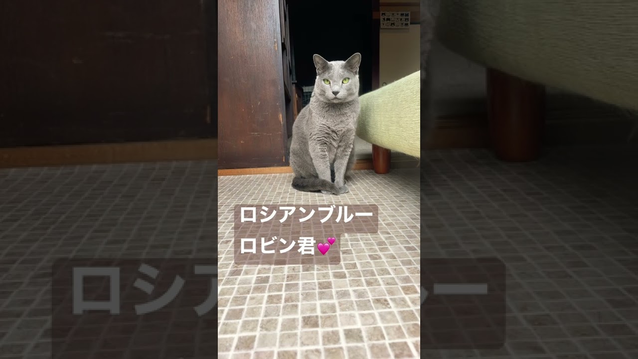 おすまし✨ロシアンブルー🐈‍⬛ロビン君　#ロシアンブルー #shorts #猫 #cat #猫のいる暮らし #猫動画 #short #shortvideo