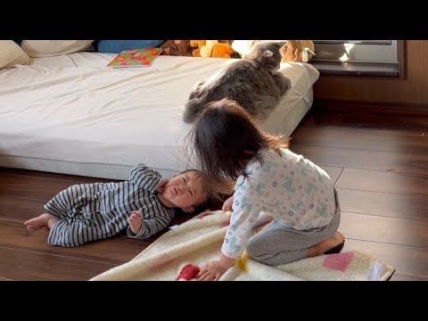 毎朝駄々をこねる赤ちゃんを見るのが日課となった猫　ノルウェージャンフォレストキャット　A cat whose daily routine is to watch a baby's tantrums