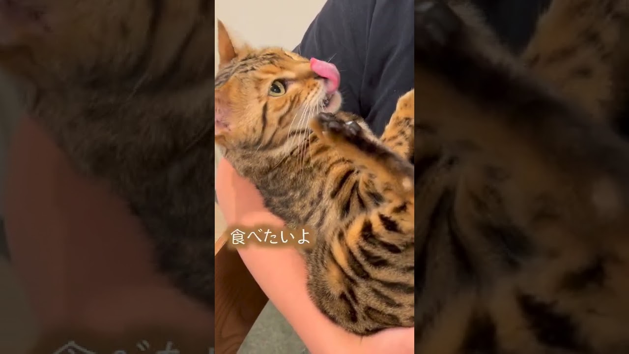 状況によって顔と声を変える計算高い猫 #shorts