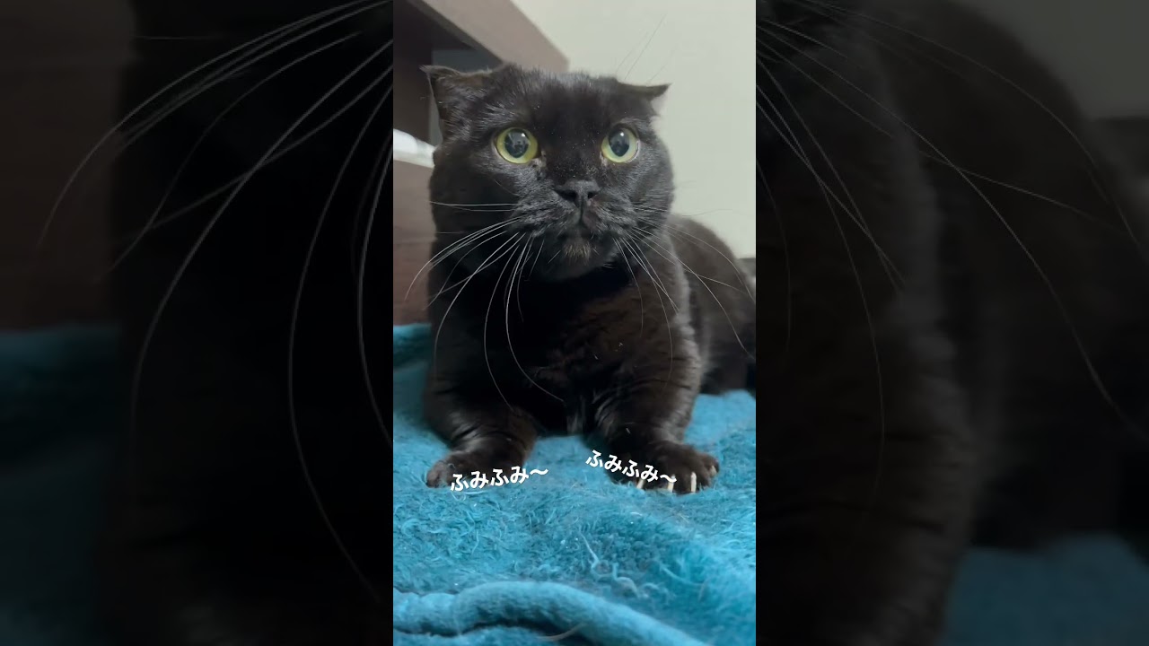 【黒猫マンチカン】ニーヨたん フミフミ #shorts #short #munchkin #blackcat #短足 #短足マンチカン #ふみふみ