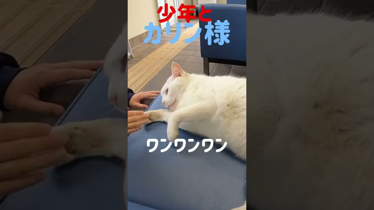 あの凶暴猫のカリン様が少年にワンワンワンと戯れまくる Ferocious cat #shorts