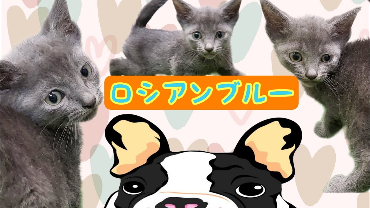 ロシアンブルー・子猫【Mitten府中店】