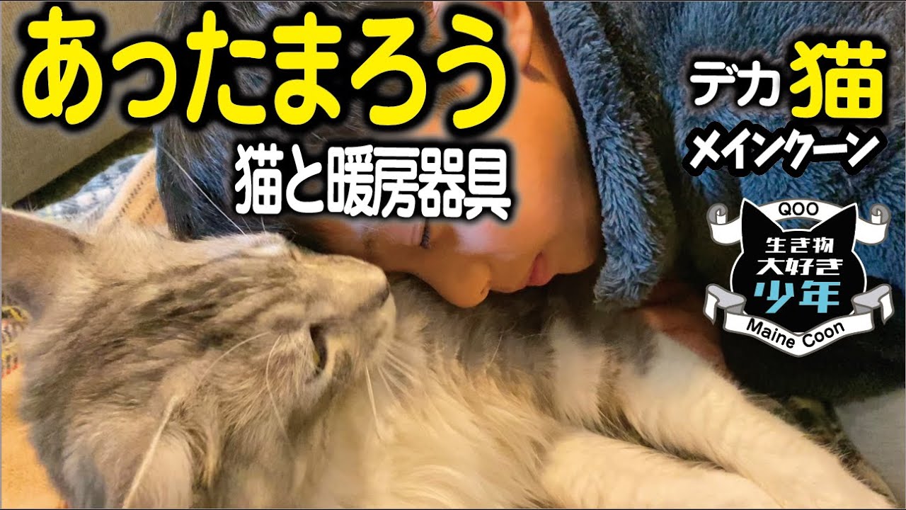 【メインクーン/大型猫】猫の冬の寒さ対策／暖房器具と低温やけど