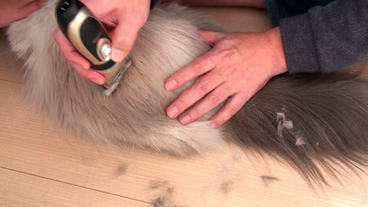 冬ですが毛玉がひどいので毛をカットしました【ヒマラヤン猫】