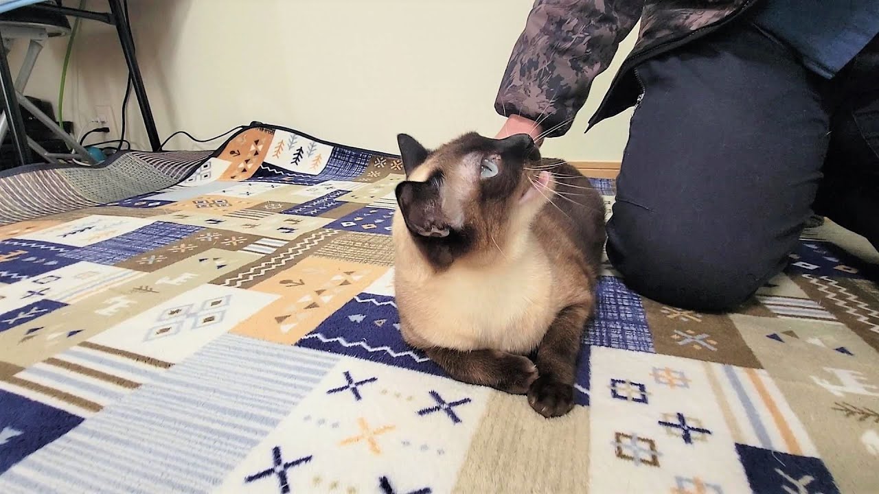 撫でながら話しかけると弾んで答えてくれるシャム猫
