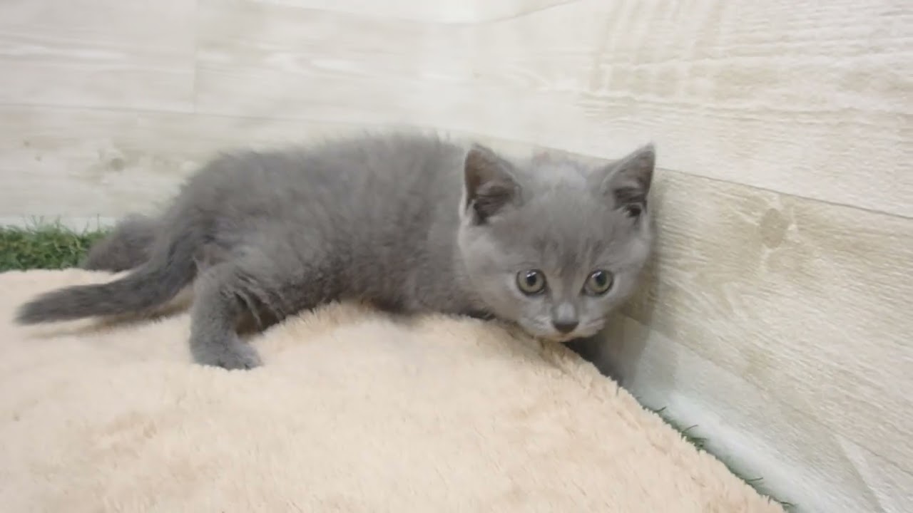 00579089 シャルトリュー