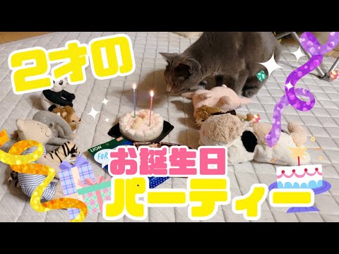 【猫】灰色猫にバースデーケーキをプレゼントしてみた