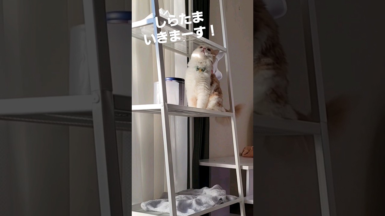 【子猫】独自の進化を遂げた子猫#ラガマフィン #shorts #猫 #cat
