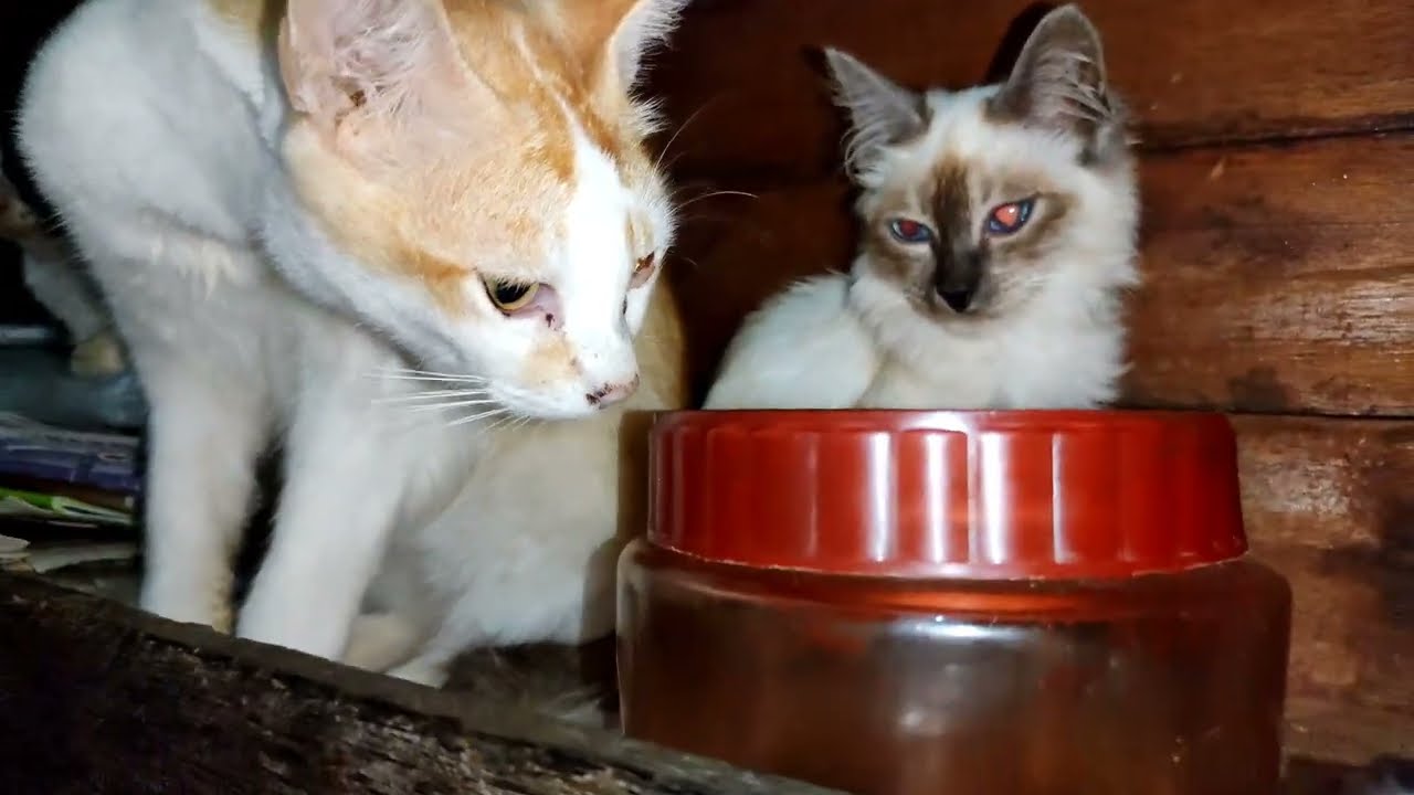 This UPIN is always busy with an empty jar||Prosperous Cat Family