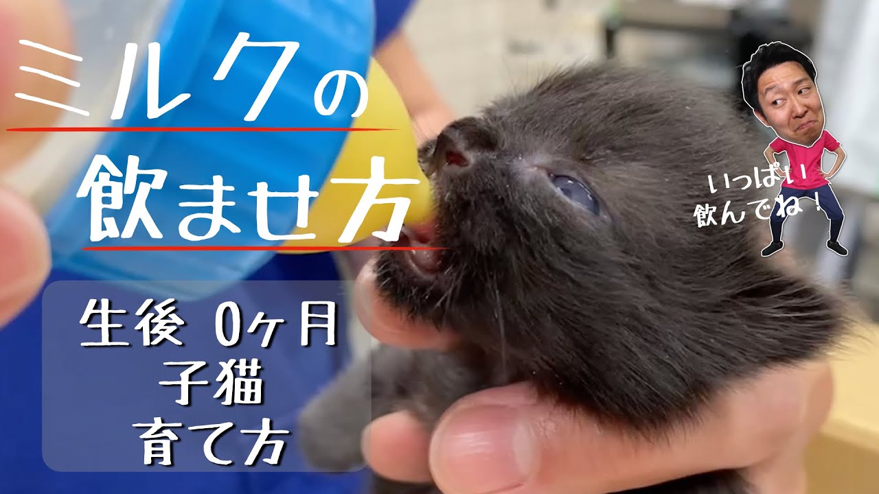 子猫、ミルクの作り方・あげ方【獣医師解説】