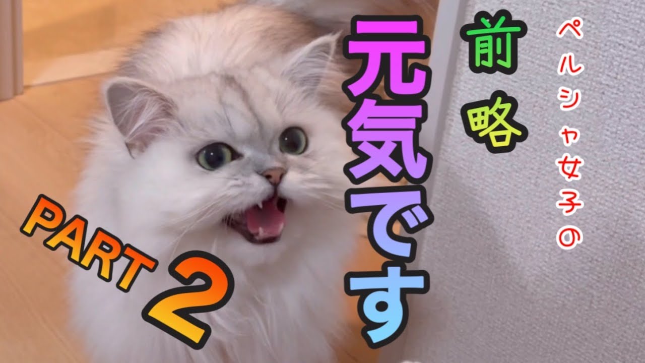 【猫動画】ペルシャ女子の『前略 クルちゃんは元気ですPART2』